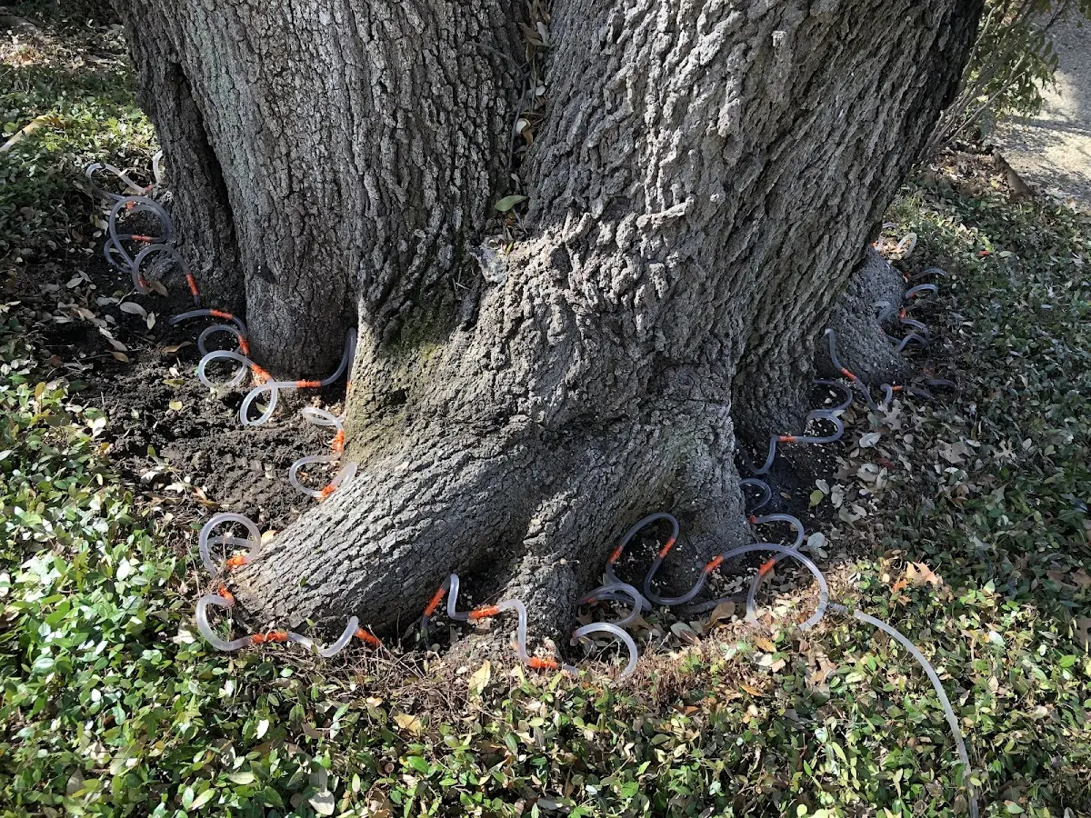 Detailed Tree Cabling and Bracing job site in Rainbow Lake