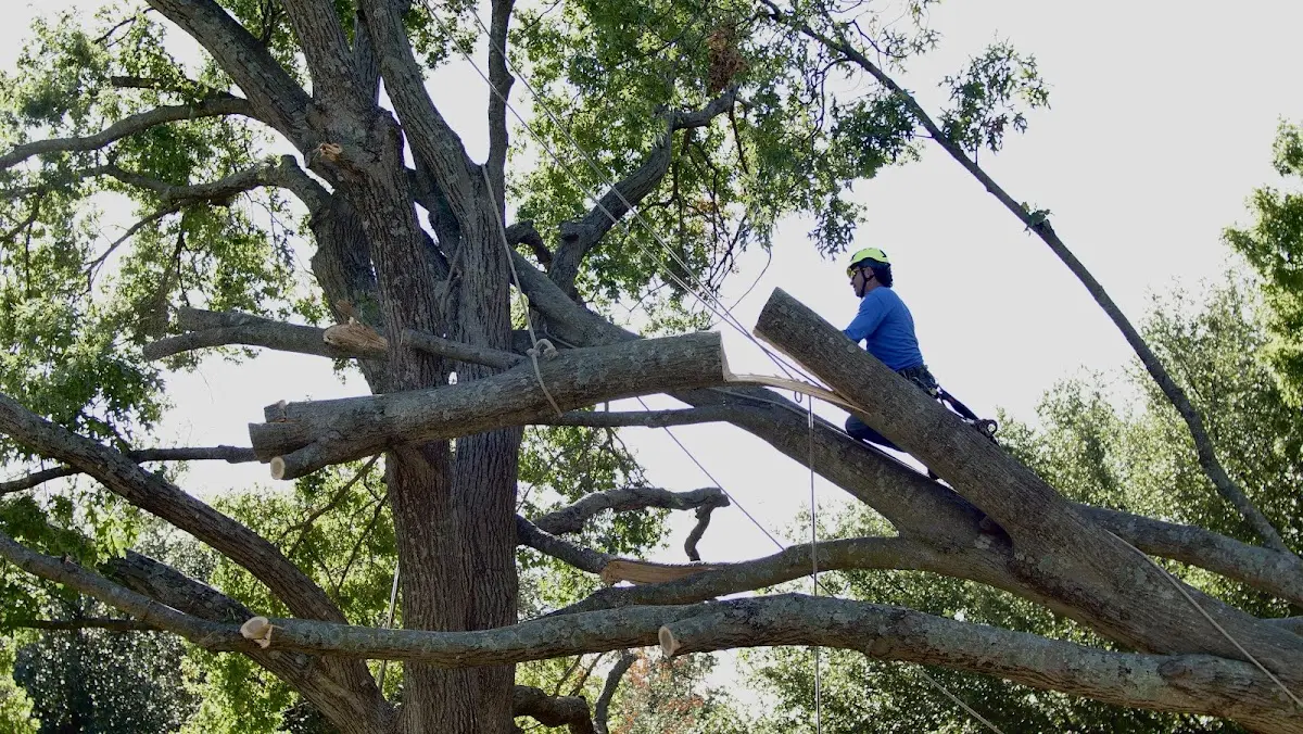 Professional Hazardous Tree Removal performed by certified arborists in Rainbow Lake