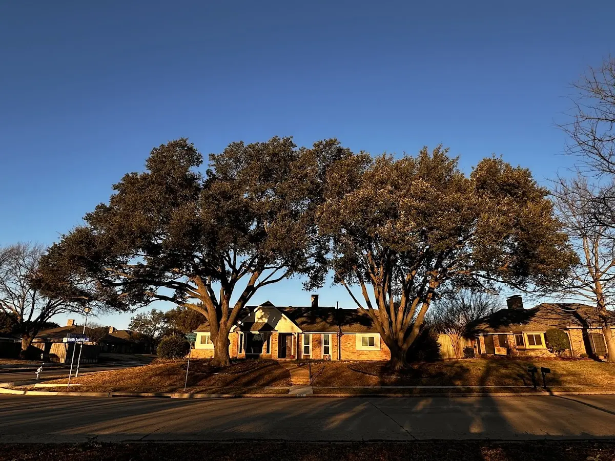 Established residential canopy tree shading a home in Rainbow Lake