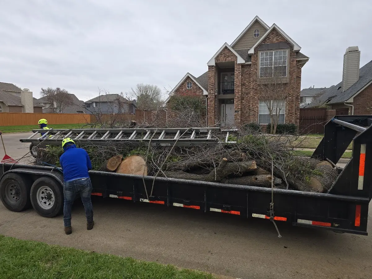 Expert Tree Removal with proper safety equipment in Rainbow Lake